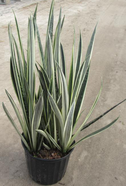 Sự thật về cây Lưỡi Hổ: cây Lưỡi Hổ có mấy loại? cay-luoi-ho-co-may-loai-luoi-ho-Bantels-Sensation.jpg