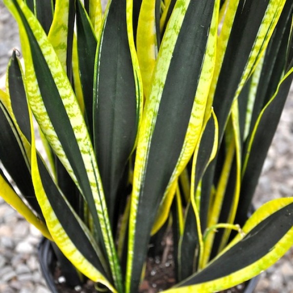 Sự thật về cây Lưỡi Hổ: cây Lưỡi Hổ có mấy loại? cay-luoi-ho-co-may-loai-luoi-ho-Black-Gold-Extreme.jpg