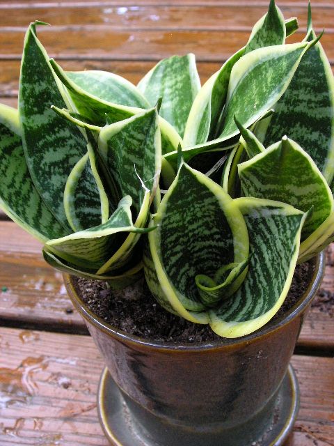 Sự thật về cây Lưỡi Hổ: cây Lưỡi Hổ có mấy loại? cay-luoi-ho-co-may-loai-luoi-ho-dwarf-laurentii.jpg