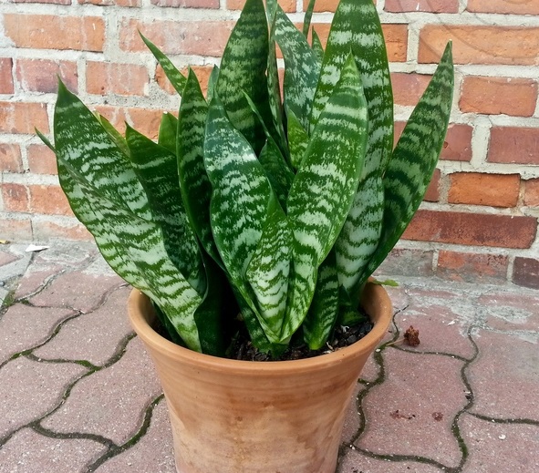 Sự thật về cây Lưỡi Hổ: cây Lưỡi Hổ có mấy loại? cay-luoi-ho-co-may-loai-luoi-ho-futura-robusta.jpg