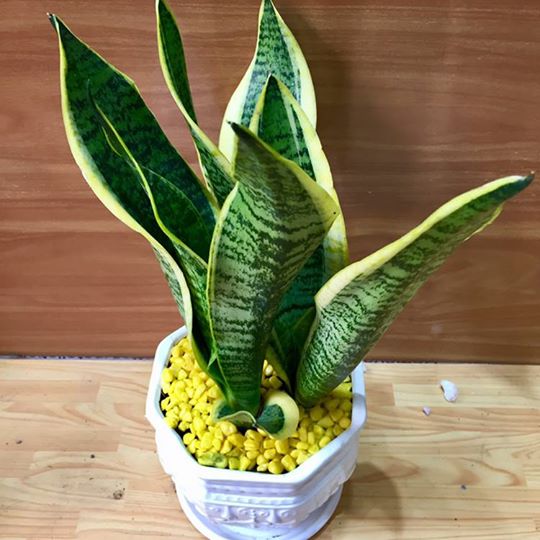 Sự thật về cây Lưỡi Hổ: cây Lưỡi Hổ có mấy loại? cay-luoi-ho-co-may-loai-luoi-ho-Futura-Superba-1.jpg