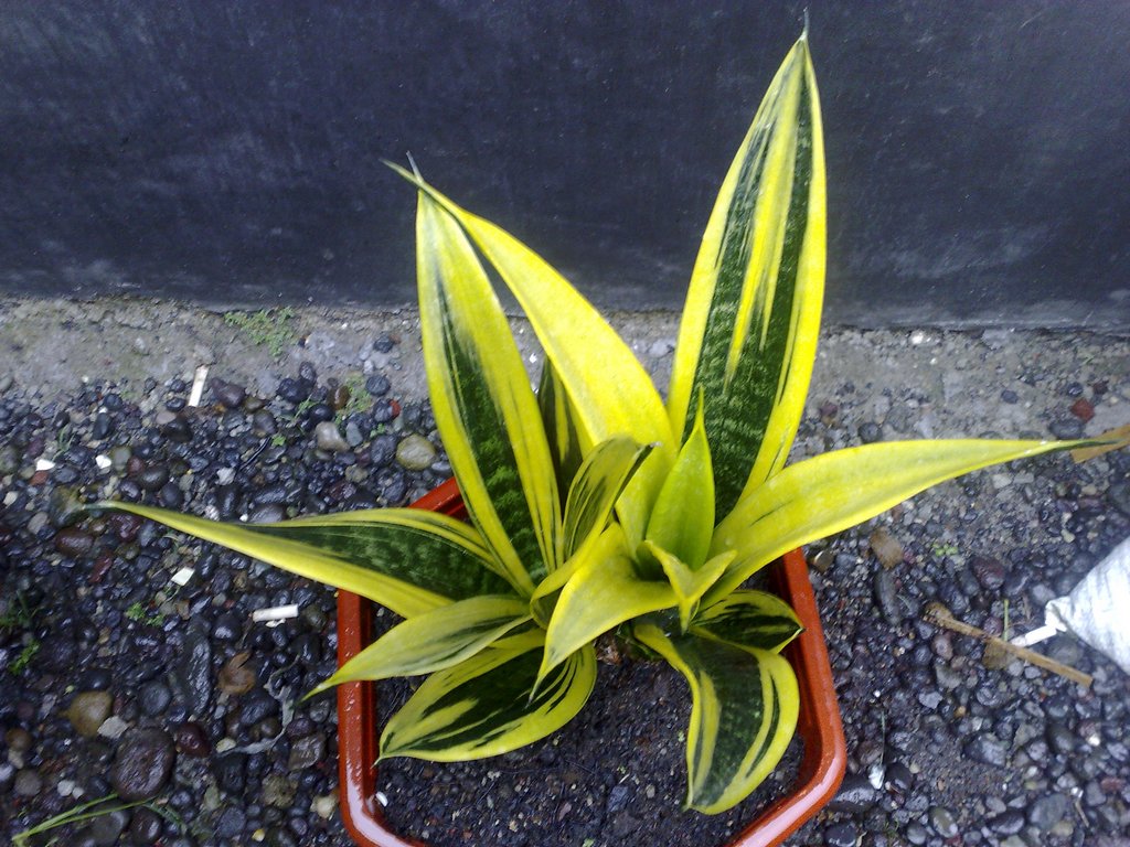 Sự thật về cây Lưỡi Hổ: cây Lưỡi Hổ có mấy loại? cay-luoi-ho-co-may-loai-luoi-ho-gold-flame.jpg