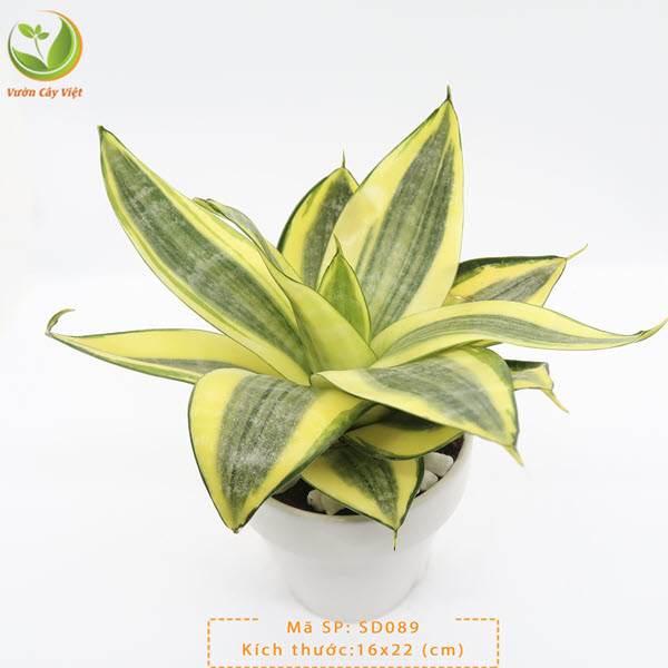 Sự thật về cây Lưỡi Hổ: cây Lưỡi Hổ có mấy loại? cay-luoi-ho-co-may-loai-luoi-ho-golden-hahnii.JPG