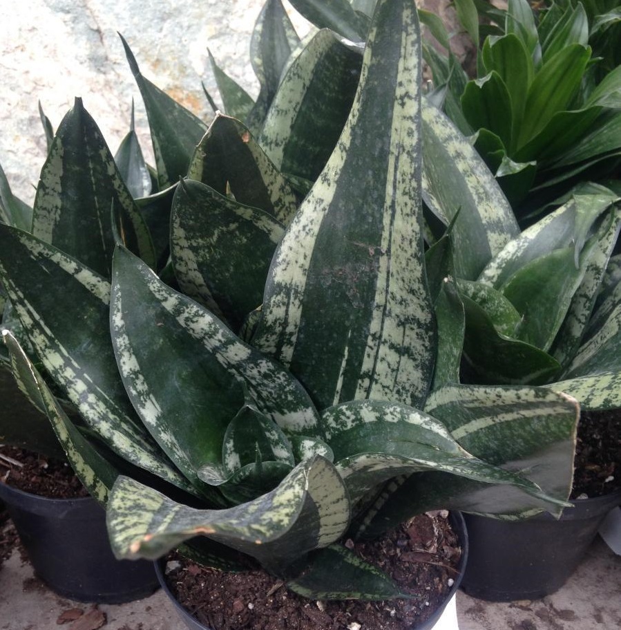 Sự thật về cây Lưỡi Hổ: cây Lưỡi Hổ có mấy loại? cay-luoi-ho-co-may-loai-luoi-ho-whitney.JPG