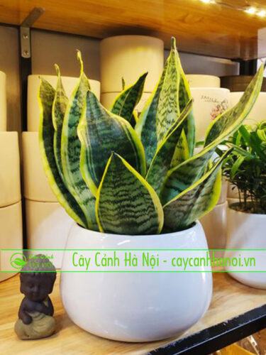 Cây lưỡi hổ mang đến tài lộc