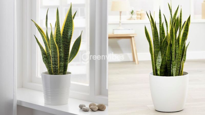 cay-luoi-ho-nen-dat-o-dau-trong-nha-2 Vị trí đặt cây lưỡi hổ trong phòng khách