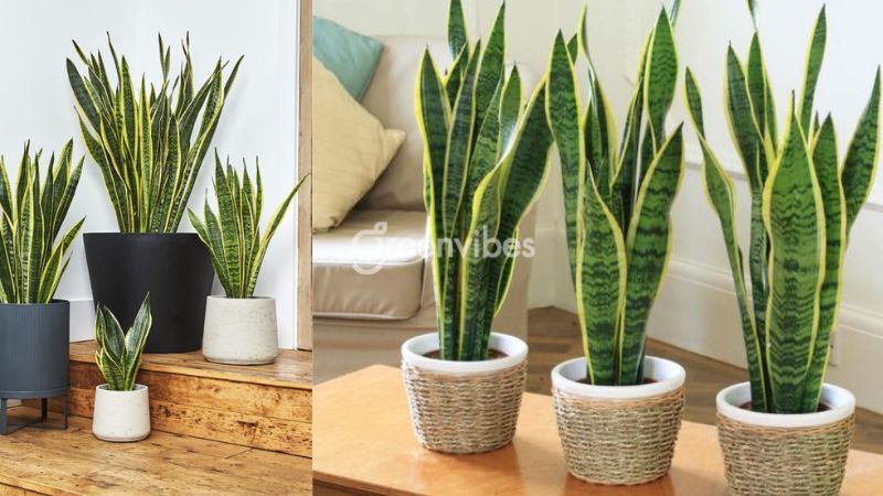 cay-luoi-ho-nen-dat-o-dau-trong-nha-3 Cây lưỡi hổ nên đặt ở đâu trong nhà? Bàn làm việc