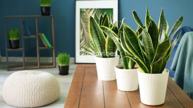 Cây lưỡi hổ nên đặt ở đâu trong nhà để thu hút tài lộc?