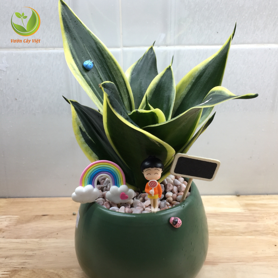 cay-luoi-ho-thai-tieu-canh cay-luoi-ho-thai.png