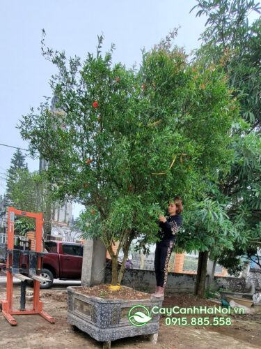 Cây lựu hạnh khủng