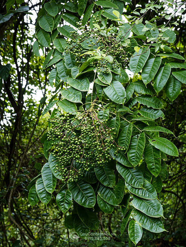 cây mắc khén rừng