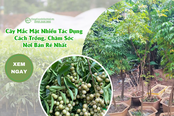 Cây Mắc Mật Nhiều Tác Dụng, Cách Trồng, Chăm Sóc Nơi Bán Rẻ Nhất