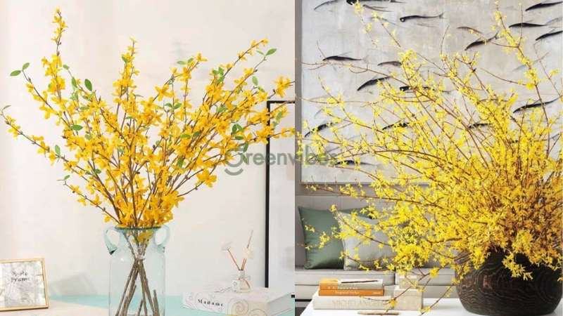 cay-mai-dep-nhat-the-gioi-1 Hoa mai mỹ - Cây mai đẹp nhất thế giới