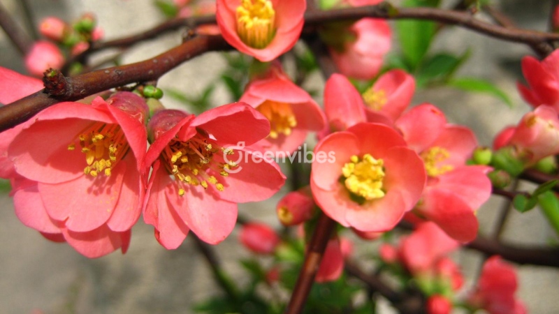 cay-mai-dep-nhat-the-gioi-2 Hoa mai đỏ Nhật Bản