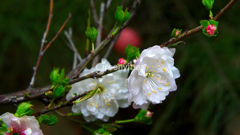 cay-mai-dep-nhat-the-gioi-3 Hoa mai hồng, mai trắng ở Tân Cương, Trung Quốc