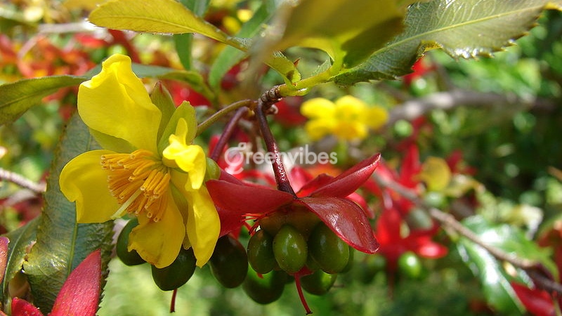 cay-mai-dep-nhat-the-gioi-4 Hoa mai tứ quý Việt Nam