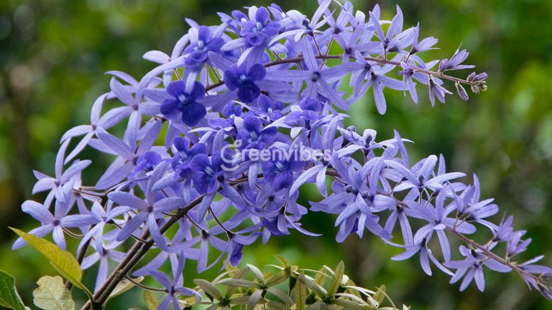 cay-mai-dep-nhat-the-gioi-5 Hoa mai xanh Thái - Cây mai đẹp nhất thế giới