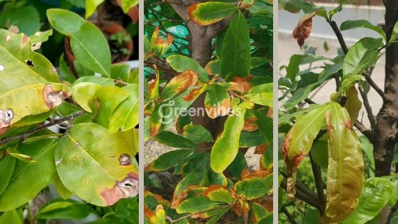 Dấu hiệu cây mai ra lá non bị cháy