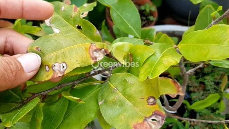 Cây mai ra lá non bị cháy do nấm bệnh gây ra