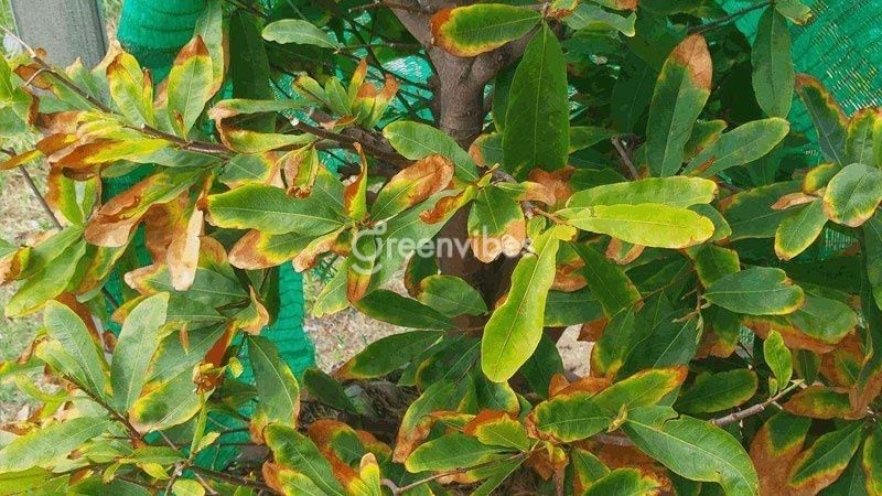 Lá mai non bị cháy nắng