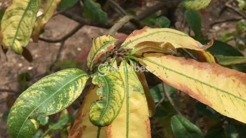 Thiếu chất làm cho cây mai ra lá non bị cháy