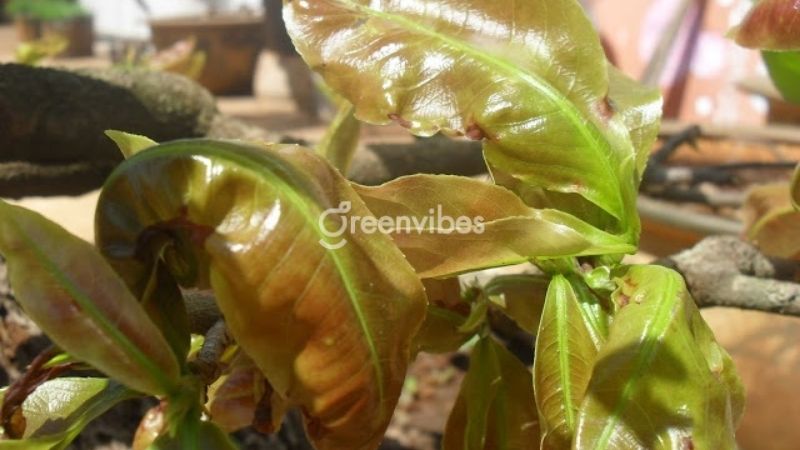 Cây mai ra lá non bị cháy: Nguyên nhân và cách khắc phục