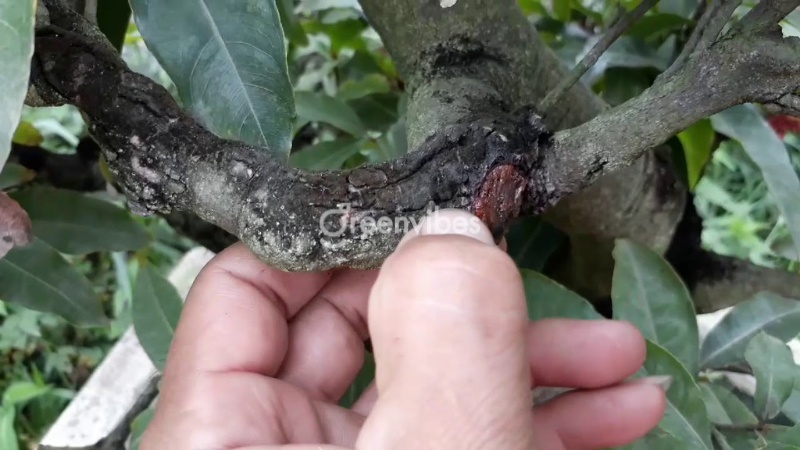 Cách điều trị cây hoa Mai chết khô từng cành - Caycoi.net