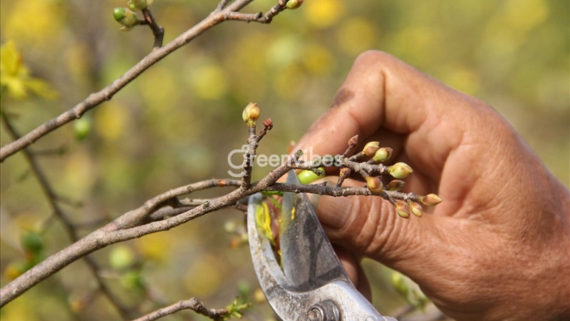 Cách chăm sóc cây Mai bị suy - Caycoi.net