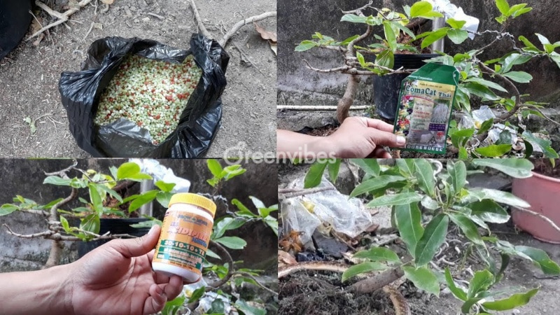 mai vàng bị suy yếu khô cành - Caycoi.net