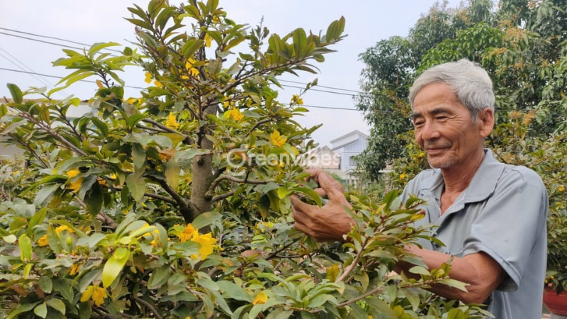 Phòng trị cho cây mai vàng bị chết nhánh - Caycoi.net