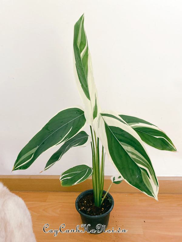 cay-maranta-arundinacea-variegata-co-bo-la-an-tuong Cây Maranta Arundinacea Variegata có bộ lá ấn tượng