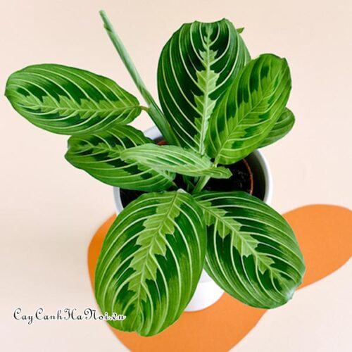 Cây Maranta leuconeura lemon lime