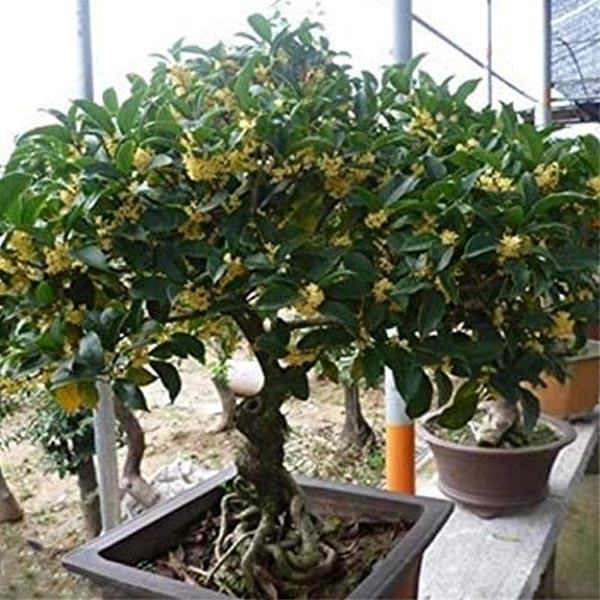 Cây mộc hương trồng bonsai