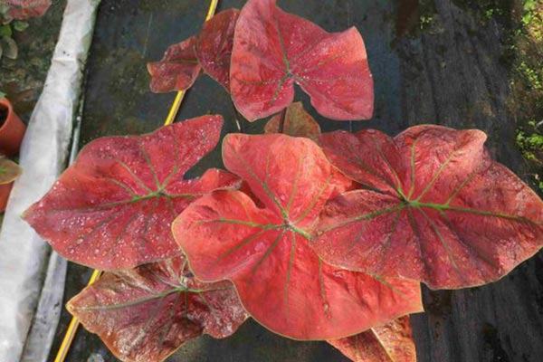 Cây môn đỏ Caladium Danasty