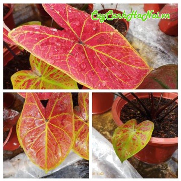 Cây môn đỏ Caladium New Wave