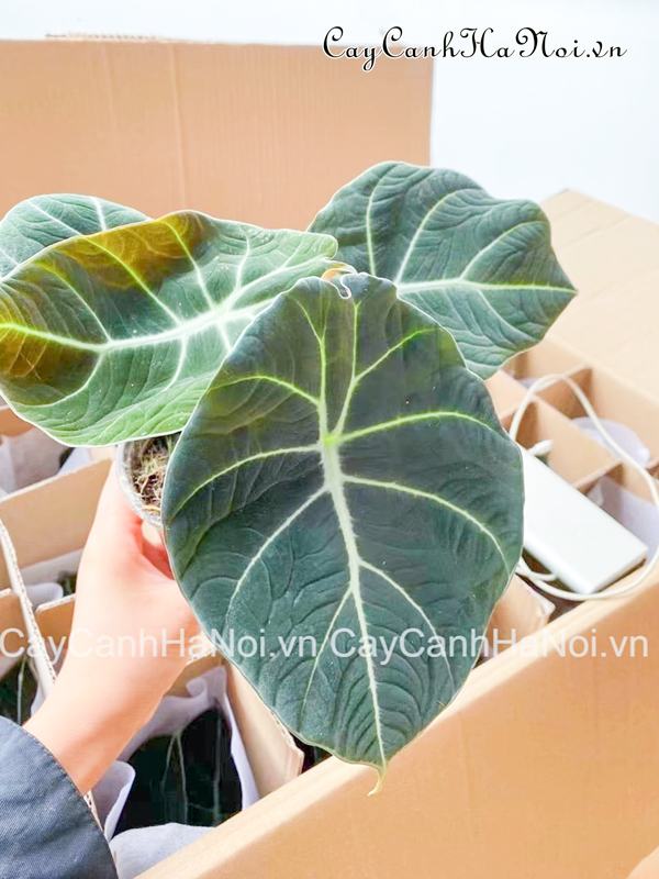 cay-mon-nhung-den-dang-duoc-nhieu-nguoi-san-lung-hien-nay Cây môn nhung đen được nhiều người săn lùng hiện nay