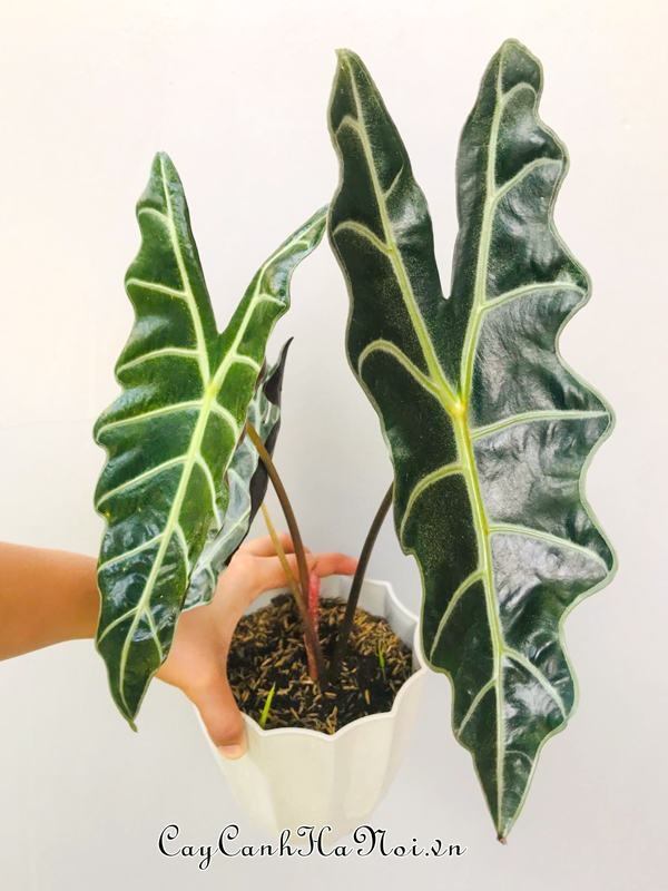 cay-mon-quan-am-alocasia-amazonica-co-bo-la-doc-dao Cây môn quan âm Alocasia Amazonica có bộ lá độc đáo