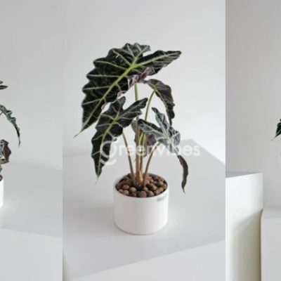 cay-mon-quan-am-bi-vang-la-400x400-8 Cây môn quan âm bị vàng lá - Greenvibes
