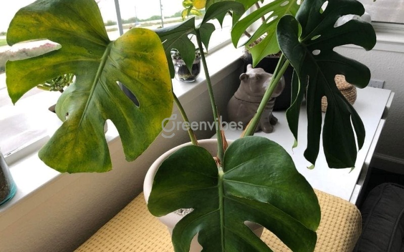 cay-monstera-bi-vang-la-1 Cây monstera bị vàng lá do không cung cấp đủ sáng cho cây