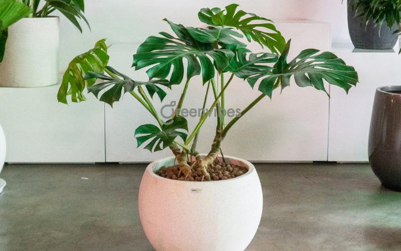cay-monstera-bi-vang-la-2 Cải thiện tình trạng đất giúp khắc phục tình trạng cây monstera bị vàng lá