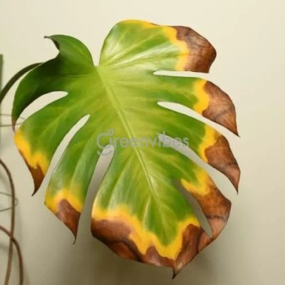 cay-monstera-bi-vang-la-400x400-1 Cây monstera bị vàng lá: Nguyên nhân và cách khắc phục