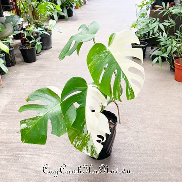 cay-monstera-borsigiana-variegata-albo-duoc-san-lung-hien-nay Cây Monstera Borsigiana Variegata Albo đang được săn lùng nhiều nhất hiện nay