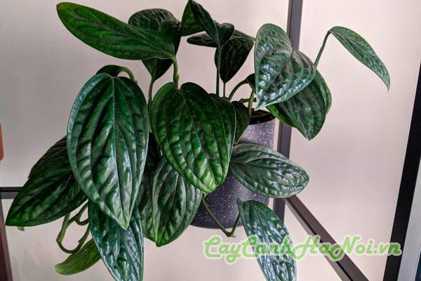 Cây trầu bà Monstera Karstenianum trồng chậu sứ