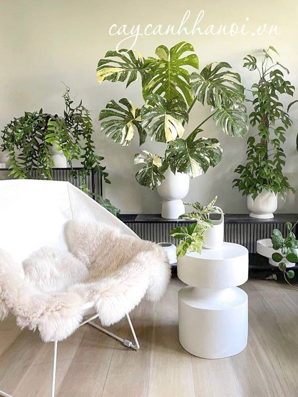 Cây Monstera Var decor đẹp