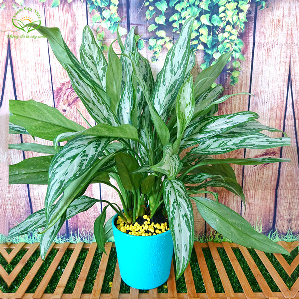 cay-ngan-hau-phong-thuy cay-ngan-hau-phong-thuy.jpg