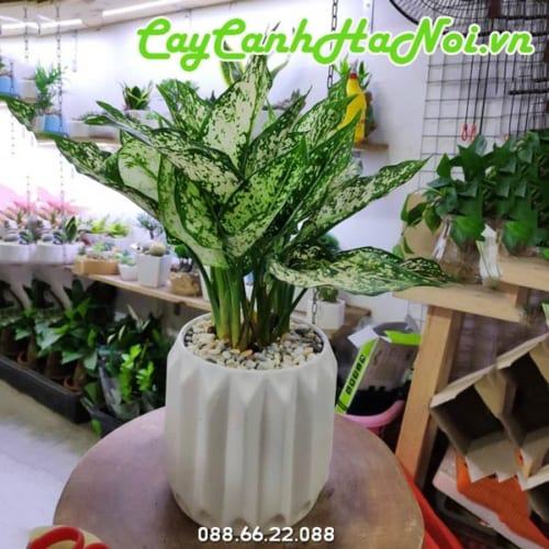 Cây ngọc ngân tặng tân gia