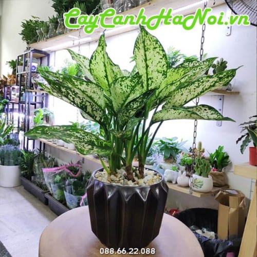 Cây ngọc ngân tặng tân gia