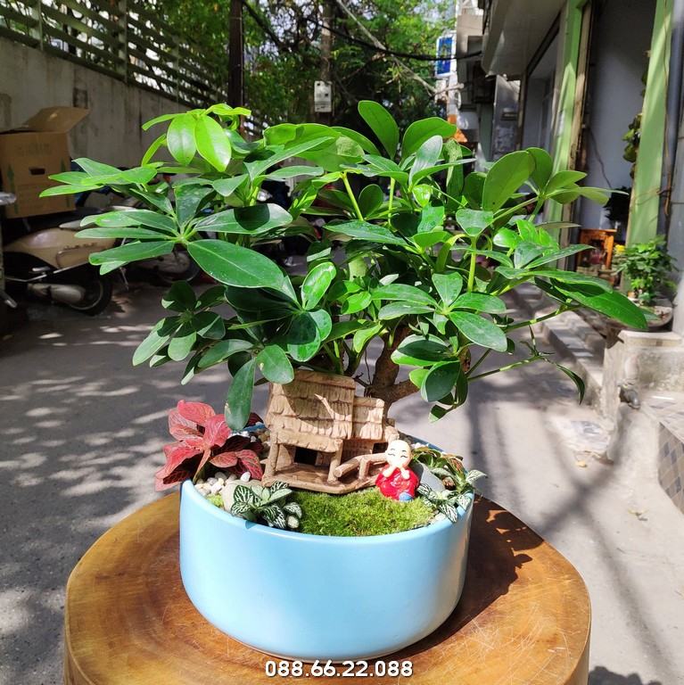 cay-ngu-gia-bi-tieu-canh-de-ban-loc-khong-khi-2-1 Cây Ngũ gia bì - Cây phù hợp người tuổi Dần