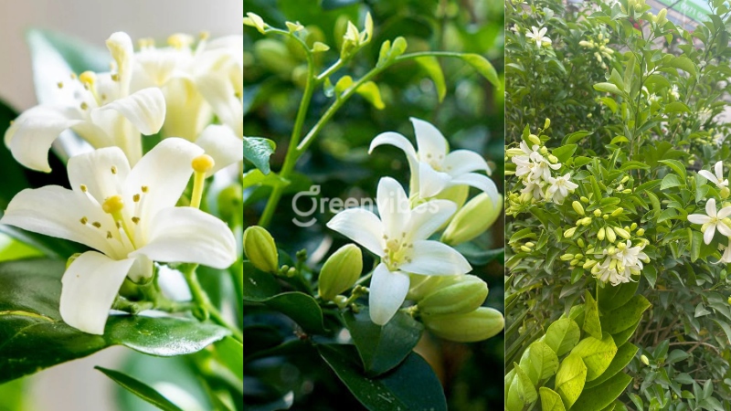 Nguồn gốc cây nguyệt quế