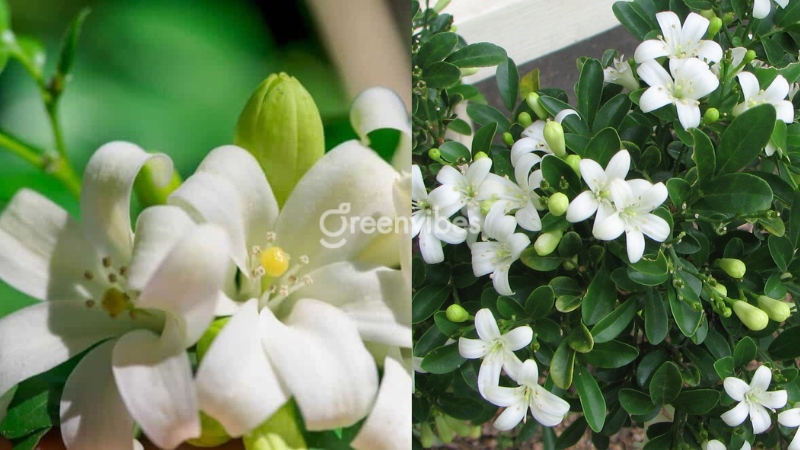 Đặc điểm cây nguyệt quế